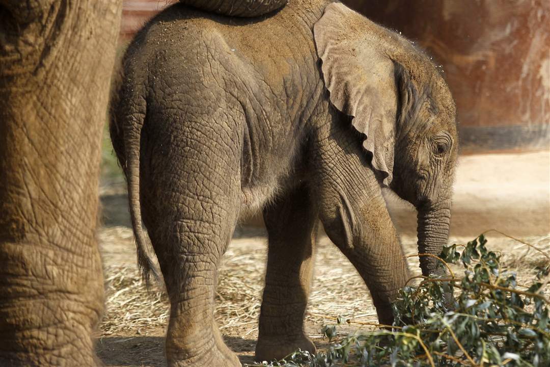 Toledo-Zoo-baby-elephant-limited-hours