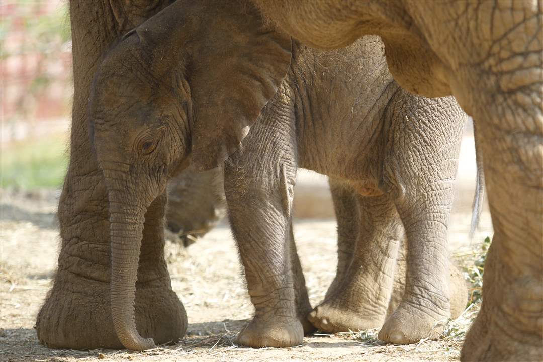 Toledo-Zoo-baby-elephant-mother-shade