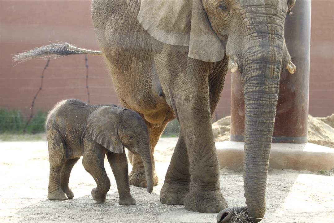 Toledo-Zoo-baby-elephant-Renee-tail
