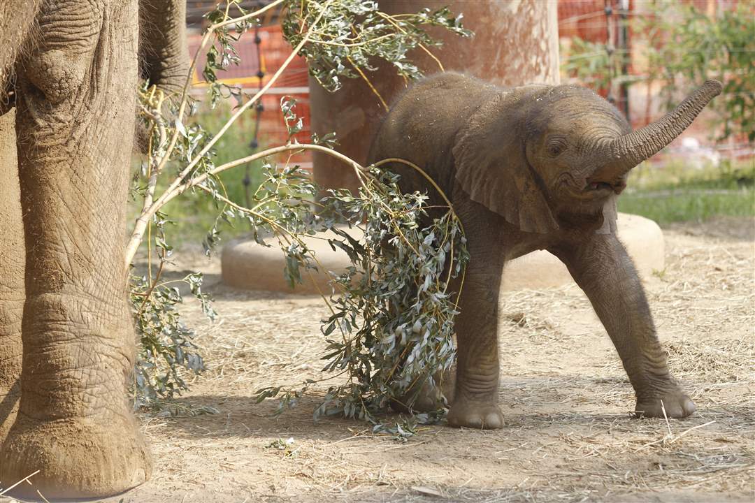 Toledo-Zoo-baby-elephant-trunk-learning