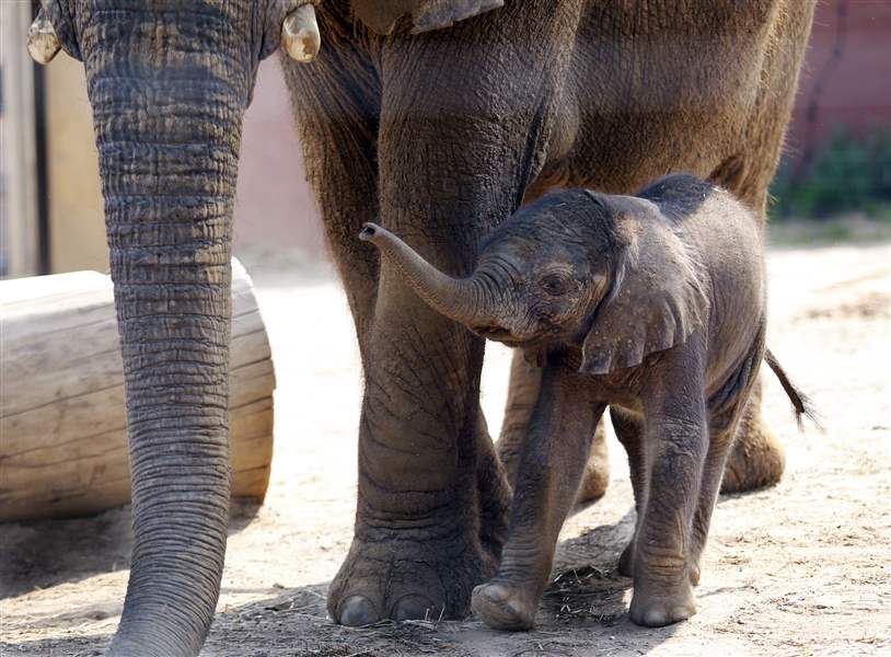 Visitors see new baby elephant walk The Blade