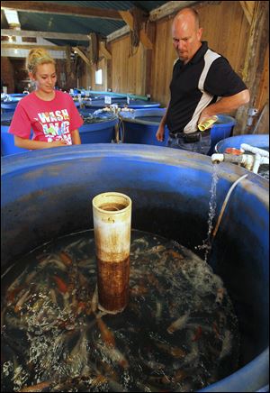 Customers Kylee Taylor, 13, and her father, Mack Taylor, of Swanton, examine fish inside the Fin Farm fish hatchery in Napoleon, Ohio.