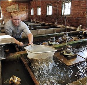 Tim Ohlrich scoops up fathead minnows at the Fin Farm fish hatchery in Napoleon, Ohio.