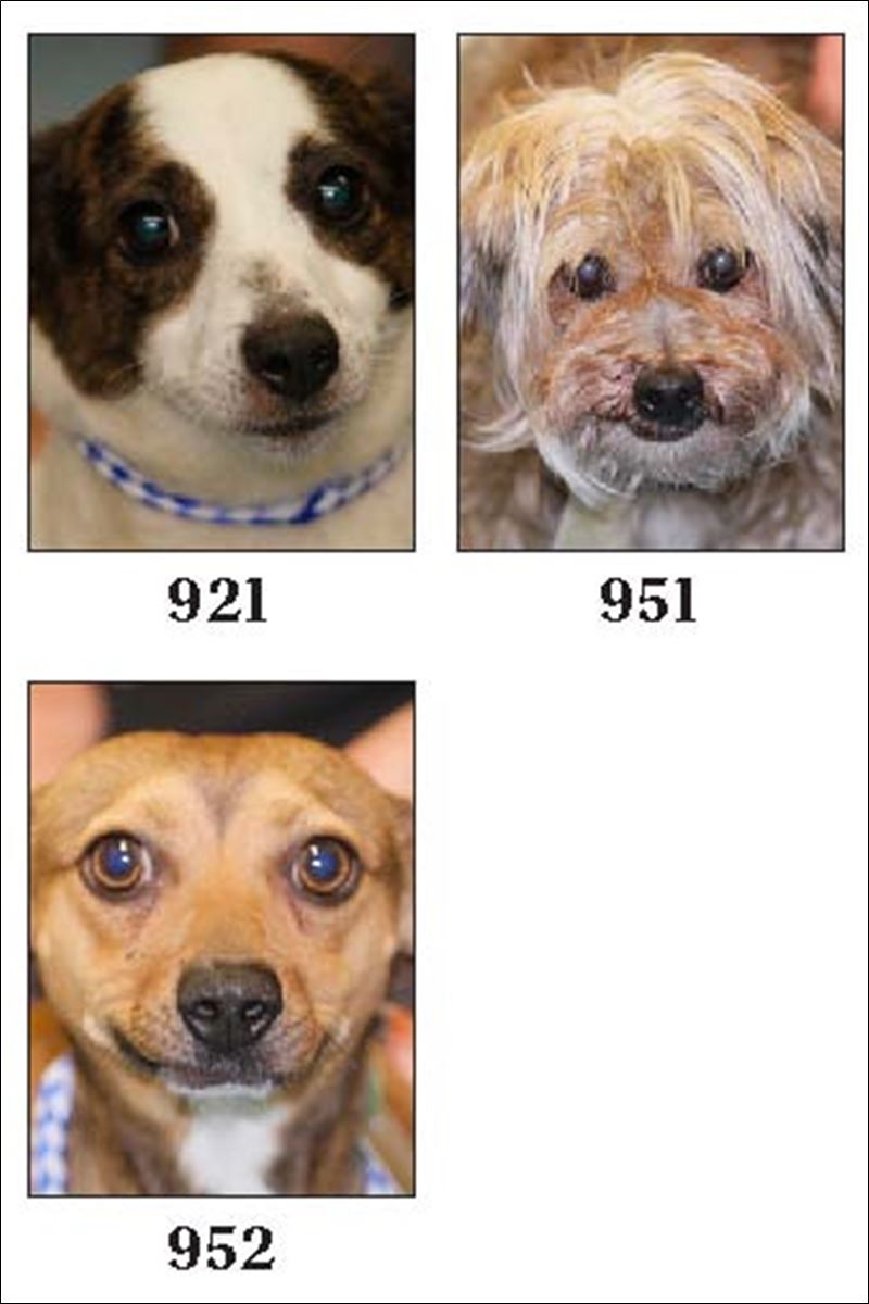 Lucas County Dogs for Adoption 611 Toledo Blade