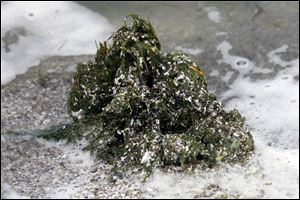 Toxic forms of algae have been arriving earlier and staying longer at local beaches.