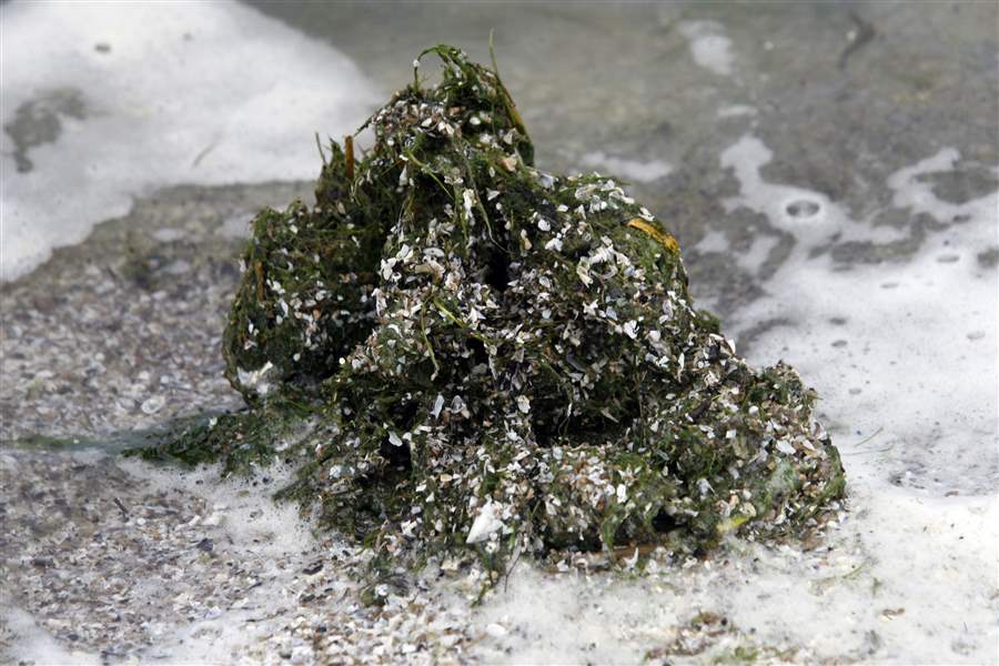 Toxic-forms-of-algae-staying-longer-at-beaches