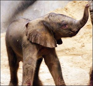 The family of Nicholas Allore, the 6-year-old boy who collapsed at the Toledo Zoo would be honored to have the new baby elephant named after him.