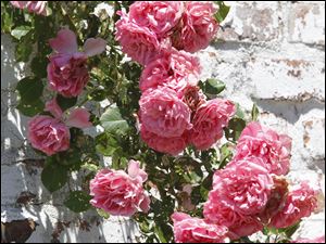 Roses climb a wall in Wayne and Deb Court's garden.