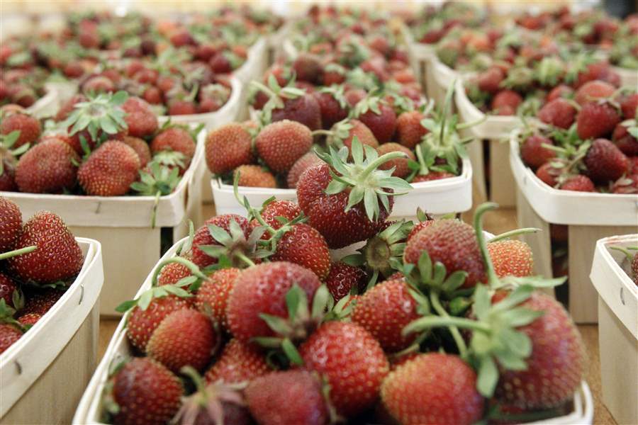 Local strawberries arrive at last, with prices same as 2010's The Blade