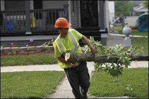 Kevin England removes a branch from an ash tree. Workers from Alpine Tree Service of Newaygo, Michigan cut down ash trees on Crittenden Street on Monday. 