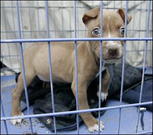 Dog advocates says it’s wrong to label a certain breeds, such as this ‘pit bull’ puppy, as inherently vicious. The Ohio General Assembly is expected to vote by the end of this month on whether to remove the ‘pit bull’-specific language from state law.