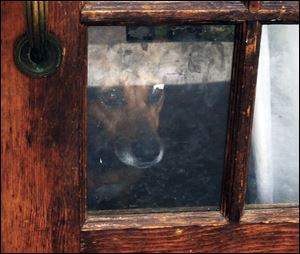 One of at least five dogs at a Toledo home peers out at visitors.