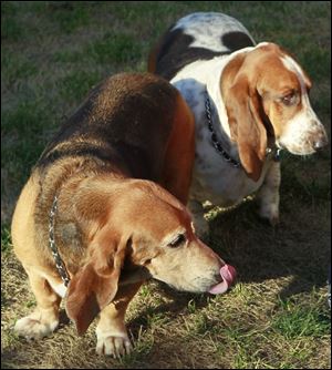 Harley, front, and Davidson, two orphaned Basset hounds, may have a new owner soon. 