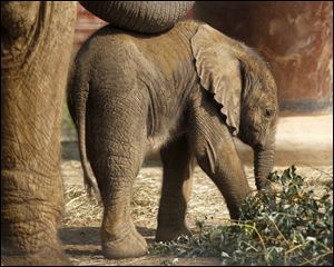Baby elephant Lucas was born June 3.