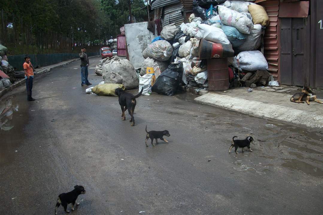 Guatemala-ghetto-Zone-3-puppies