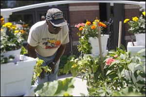 Herman Harris inspects one of the 12 vertical planters.