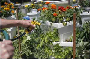 Gordon Latta waters marigold plants.