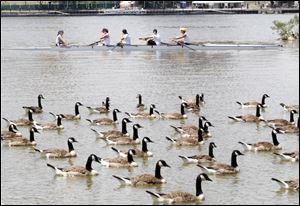 A flock of female rowers joins a gaggle of Canada geese for a relaxing day on the Maumee River near downtown Toledo.