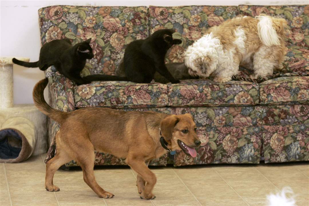 Dogs-and-cats-at-play
