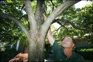 Rich Savory points to damage caused by the emerald ash borer on a tree in his yard. Although Toledo is removing ash trees, arborists say many ash trees can be treated if the damage is caught early.