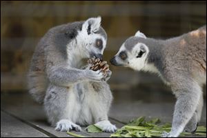 The Toledo Zoo's two female ring-tailed lemurs, Fanta and Fresca, came from the Duke Lemur Center in North Carolina. 
