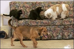 Dogs and cats roam at will at Save-A-Pet's shelter at 5250 Hill Ave.