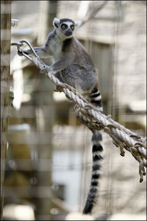 A female ring-tailed lemur, occupies herself in the Primate Forest. Two lemurs, Fanta and Fresca, went on display Wednesday.