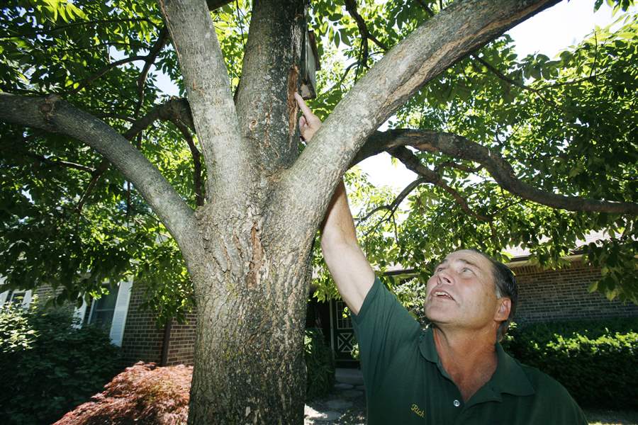 As city removes ash trees, others work to save them The Blade