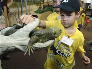 A.J. Quisno, 6, of Toledo, touches a prehensile tailed skink lizard during African Safari camp at the Toledo Zoo.