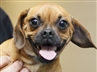 CTYdogs29p