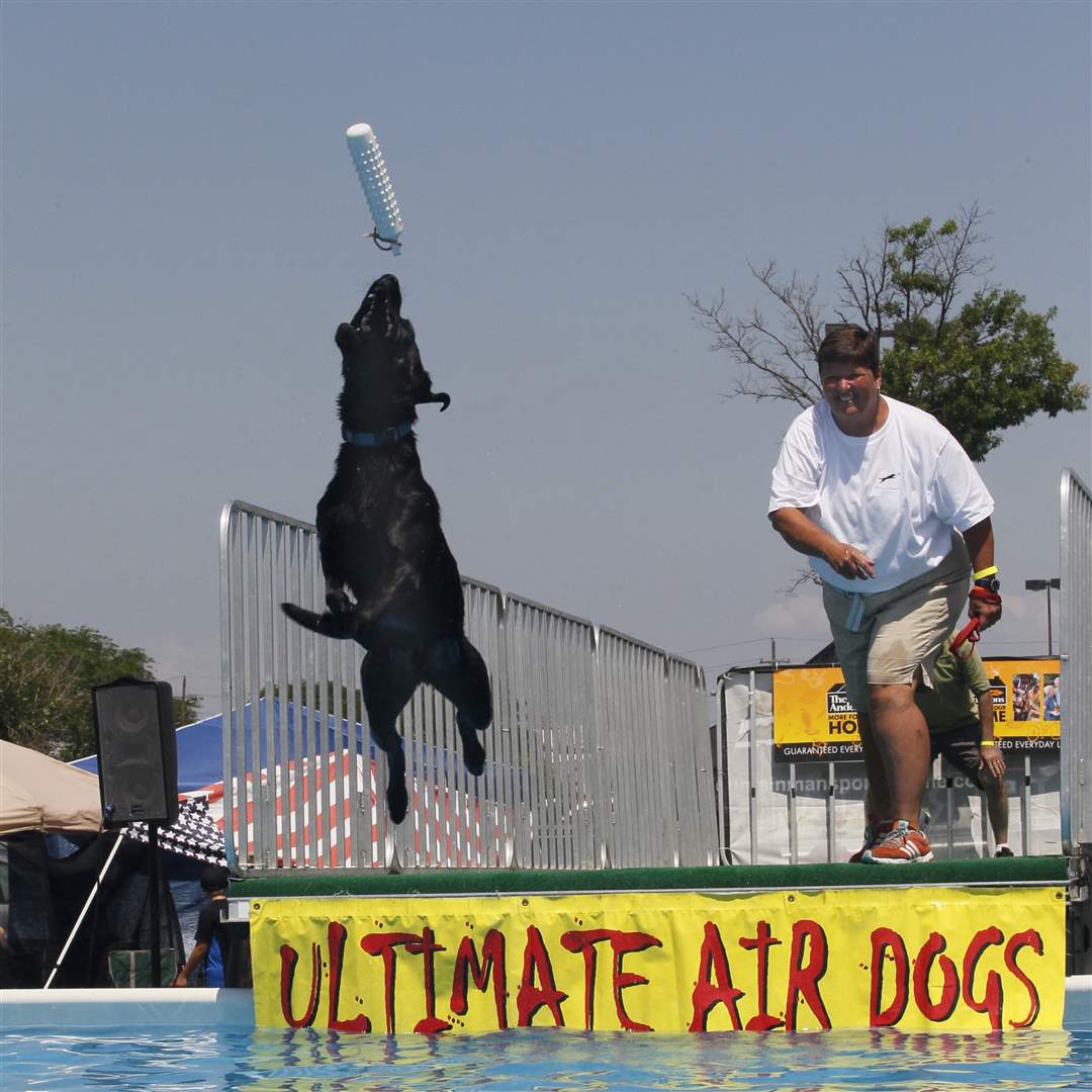 Air-Dogs-Zoom-Susan-Harrington