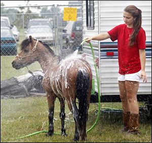 Autumn Gilbert, from Erie, Mich., hoses down her pony "Buckwheat" before he gives children rides with other ponies at the Lynda's Pony Rides tent during the Ottawa County Fair in Oak Harbor on July 19, 2011. "Usually [the ponies] dance around and are antsy but since it is so hot they are enjoying [the shower]," Gilbert said.