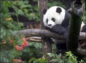 Mei Xiang sleeps in a tree in the panda enclosure at the National Zoo in Washington in this 2007 file photo.