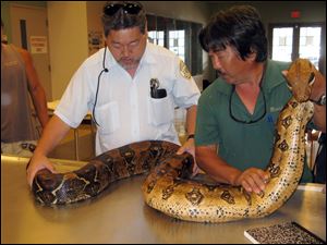 Keevin Minami, left, plant quarantine inspector for the Hawaii Department of Agriculture, and Dwain Uyeda, reptile supervisor for the Honolulu Zoo, examine a 9-foot boa constrictor in Honolulu.