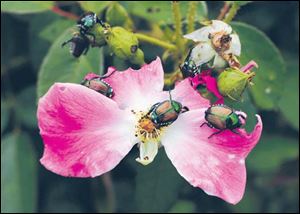 Japanese Beetles feast on a rose bush.