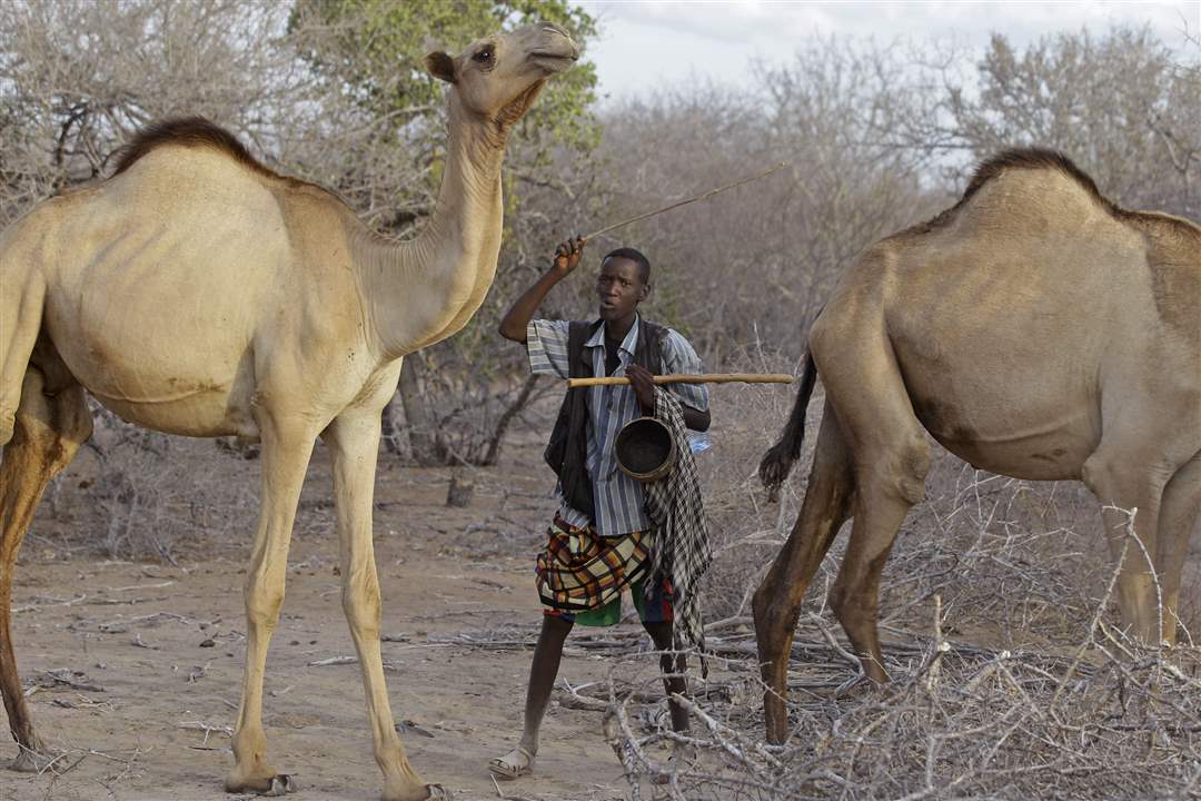 Kenya-camel-herd