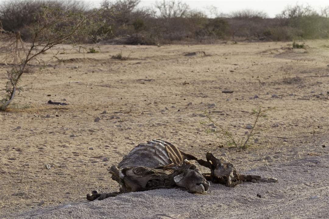 Kenya-dead-cow