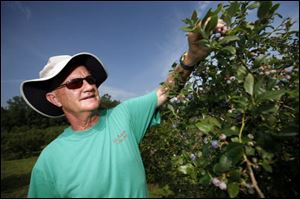 Steve Elzinga checks out the blueberries at Erie Orchards.