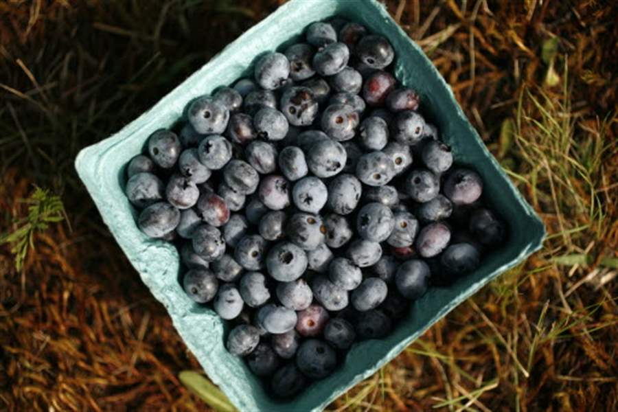 blueberries-from-erie-orchards-07-26-2011