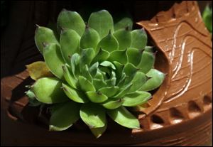 Hens and chicks in a decorative flower pot.