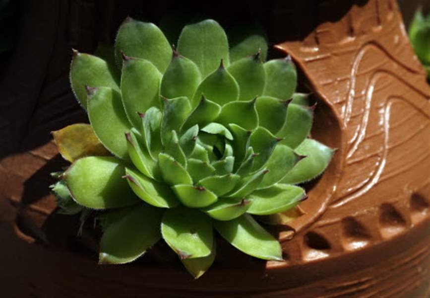 Hens-and-chicks-in-a-decorative-flower-pot