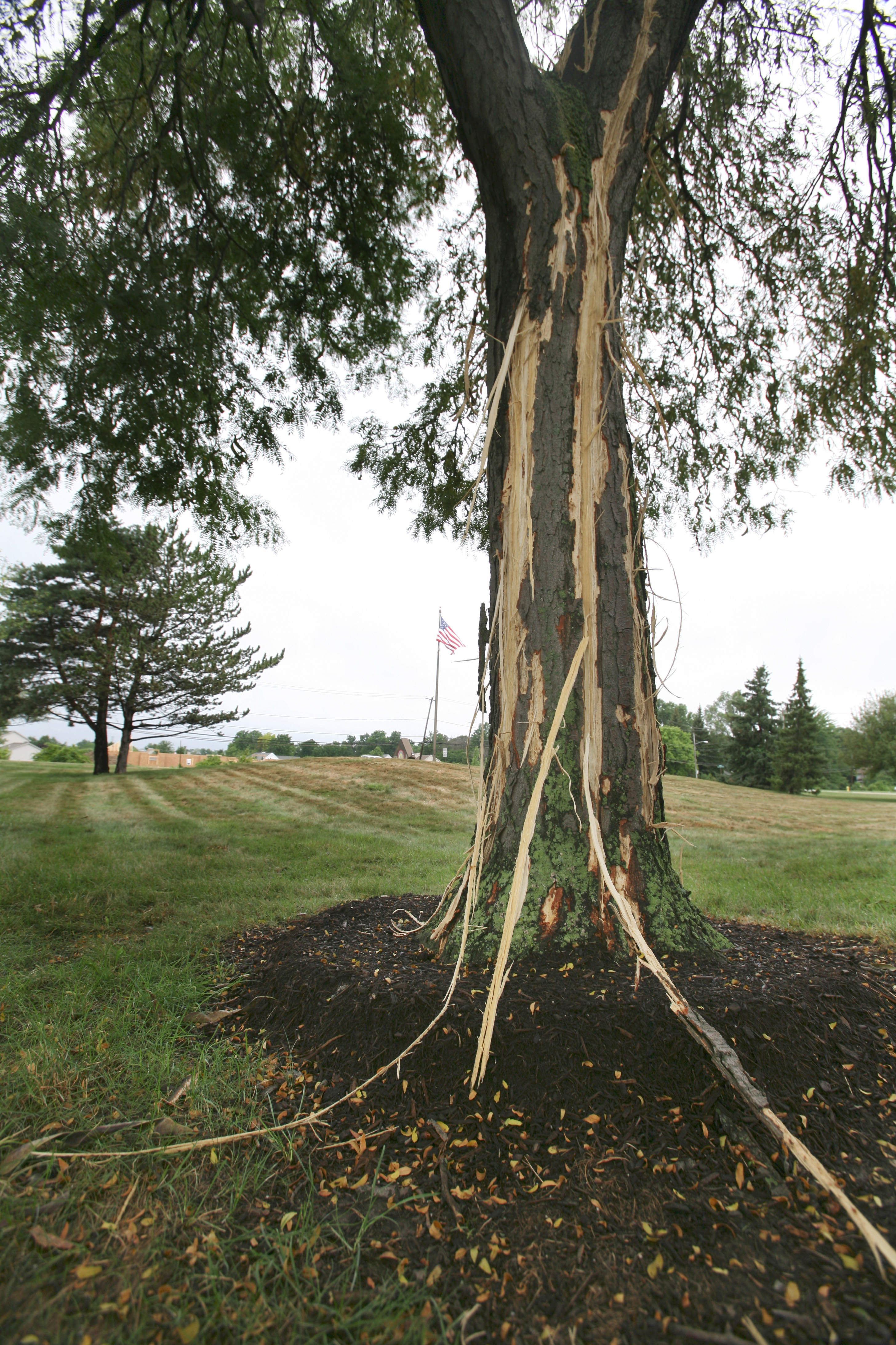 Tree shows lightning scars The Blade
