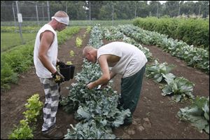 Sandusky County Jail inmates Mike Perin, left, and John Smith pick broccoli in the prison garden Monday, in Fremont, Ohio.