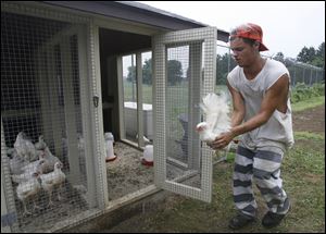 Inmate Preston Burke takes a chicken to shelter as a storm approaches. The poultry brood produced 600 pounds of meat last year.