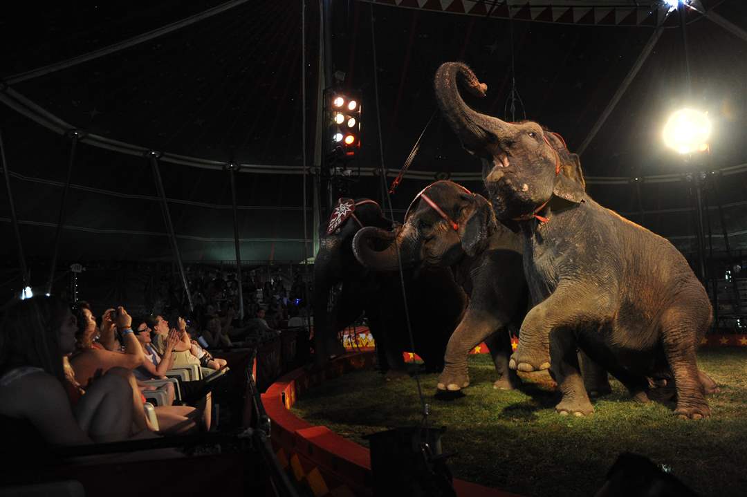 KM-Circus-elephants