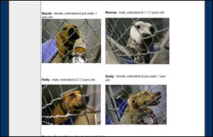 An image from the Monroe Society for the Prevention of Cruelty to Animals Web site shows photos of the dogs rescued from the Ida Maybee road home.