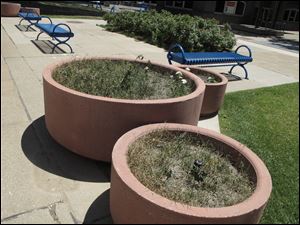 Weeds grow in Levis Square planters that once displayed colorful and aromatic flowers downtown.