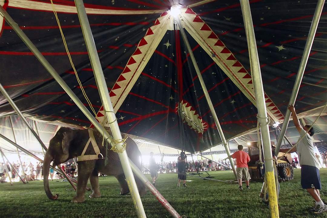 elephant-sets-up-the-tent