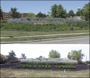 Weeds erased the name of the city at the corner of Summit and Cherry streets near the Martin Luther King, Jr., bridge in downtown Toledo, above. Since then, weeding has uncovered 'Toledo Ohio' written out in trimmed boxwoods.