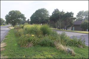 Roses, butterfly bushes, day lilies, and peonies that filled the median along the Anthony Wayne Trail, gateway to the Toledo Zoo, were choked out by weeds because the city shut down its urban beautification program.
